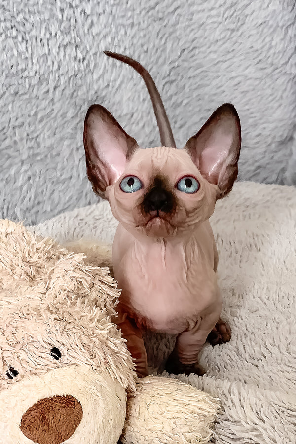 Ora | Bambino Sphynx Kitten