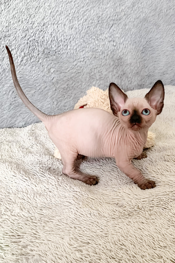 Ora | Bambino Sphynx Kitten