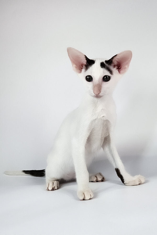 Oreo | Oriental Shorthair Kitten