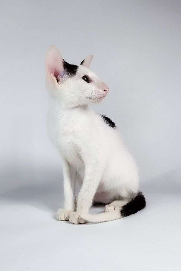 Oreo | Oriental Shorthair Kitten