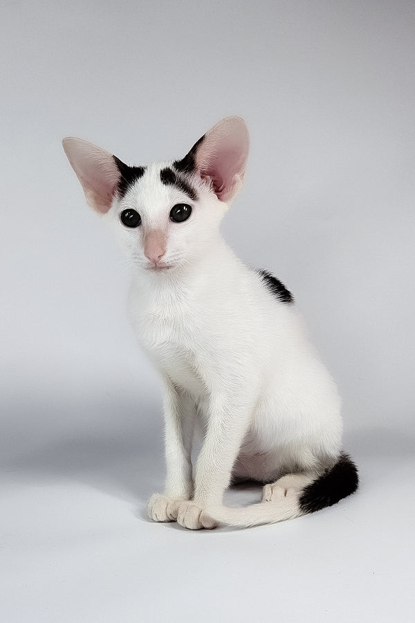 Oreo | Oriental Shorthair Kitten