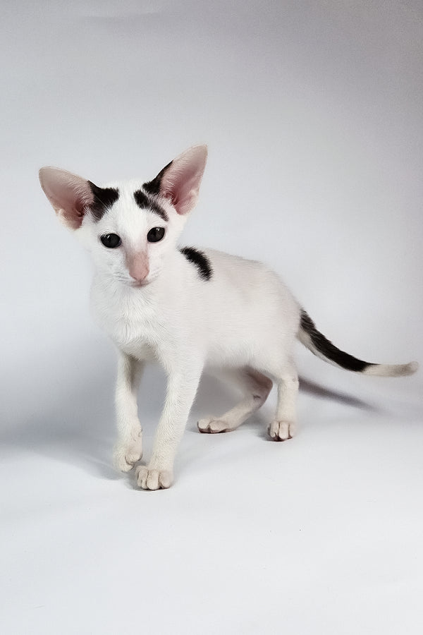 Oreo | Oriental Shorthair Kitten