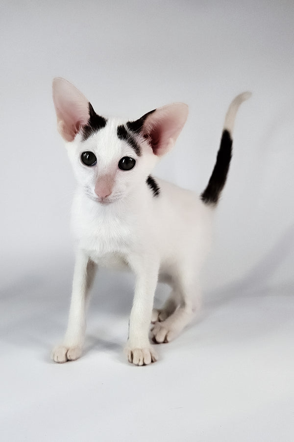 Oreo | Oriental Shorthair Kitten
