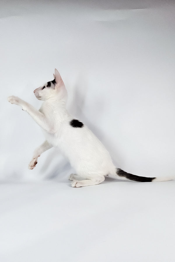 Oreo | Oriental Shorthair Kitten