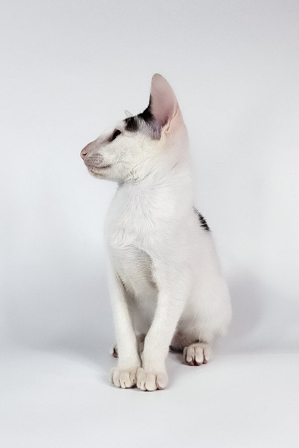 Oreo | Oriental Shorthair Kitten