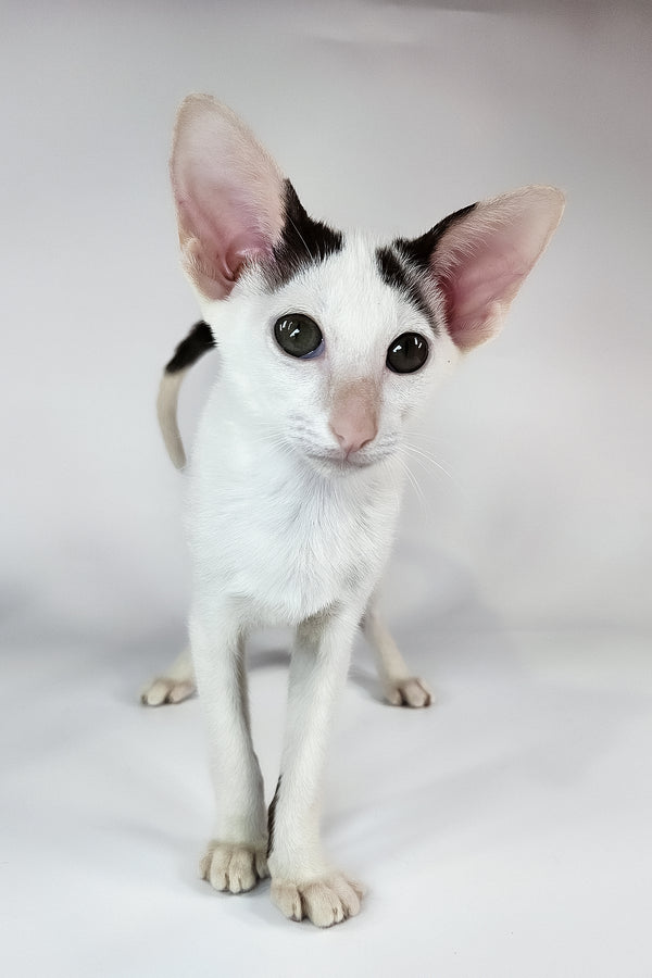 Oreo | Oriental Shorthair Kitten
