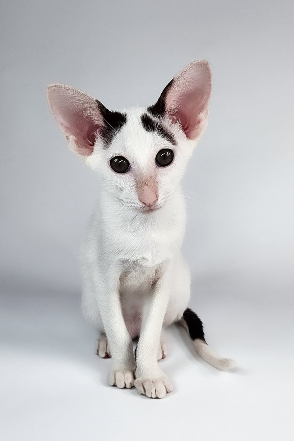 Oreo | Oriental Shorthair Kitten