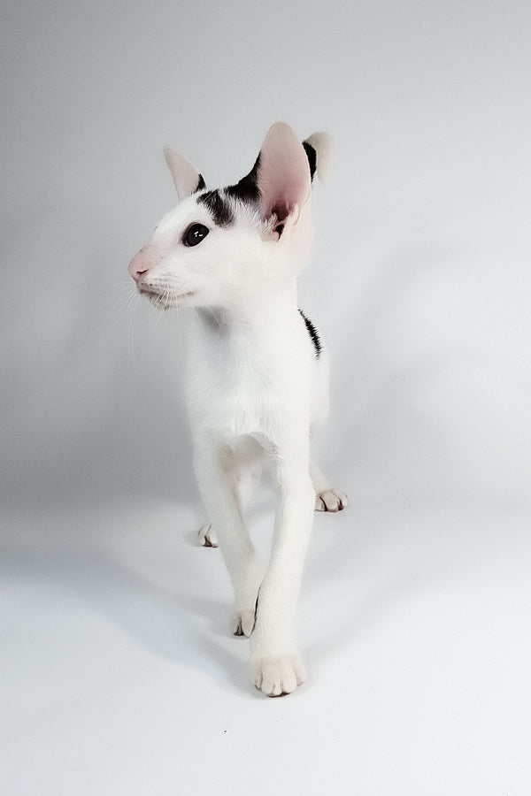 Oreo | Oriental Shorthair Kitten