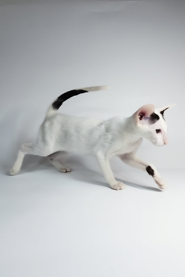 Oreo | Oriental Shorthair Kitten