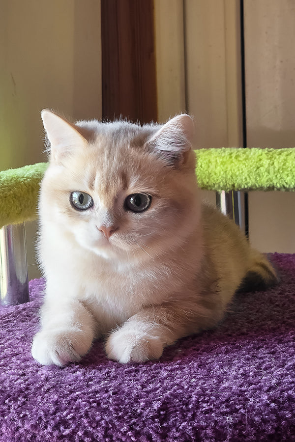 Odin | British Shorthair Kitten
