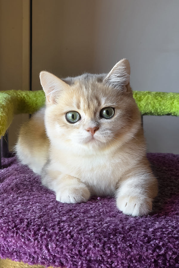 Odin | British Shorthair Kitten