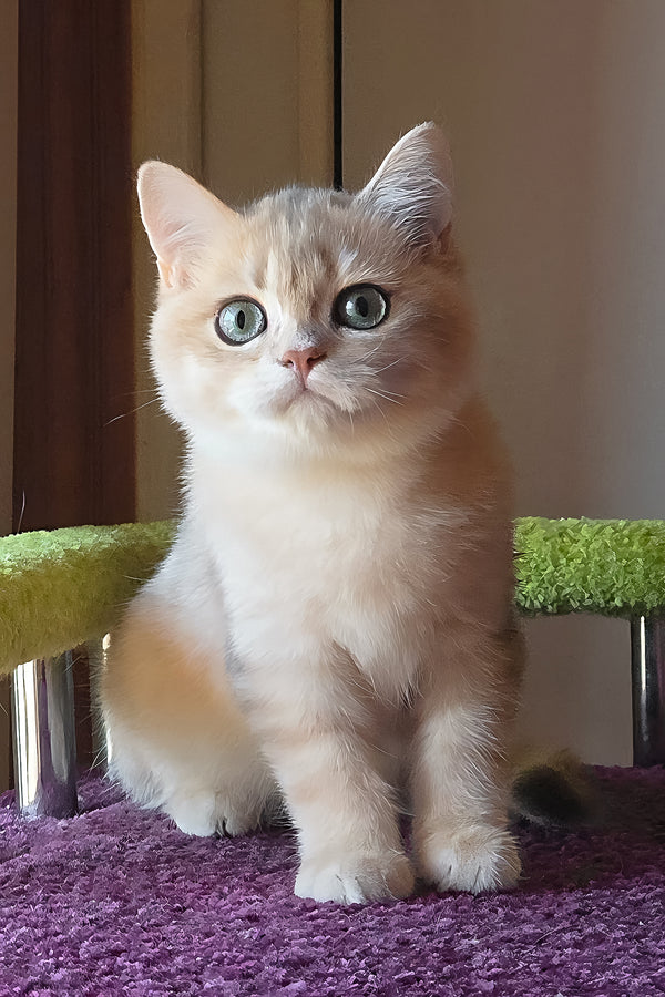 Odin | British Shorthair Kitten
