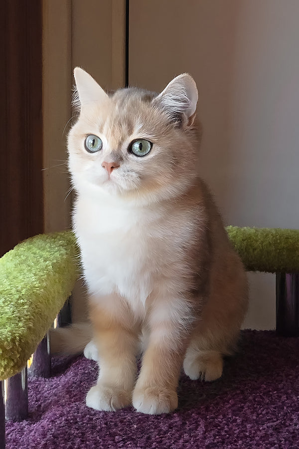 Odin | British Shorthair Kitten