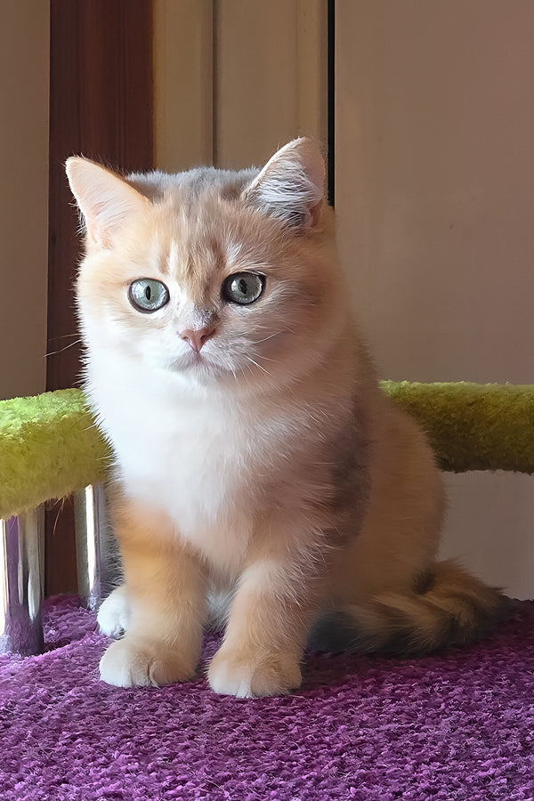 Odin | British Shorthair Kitten