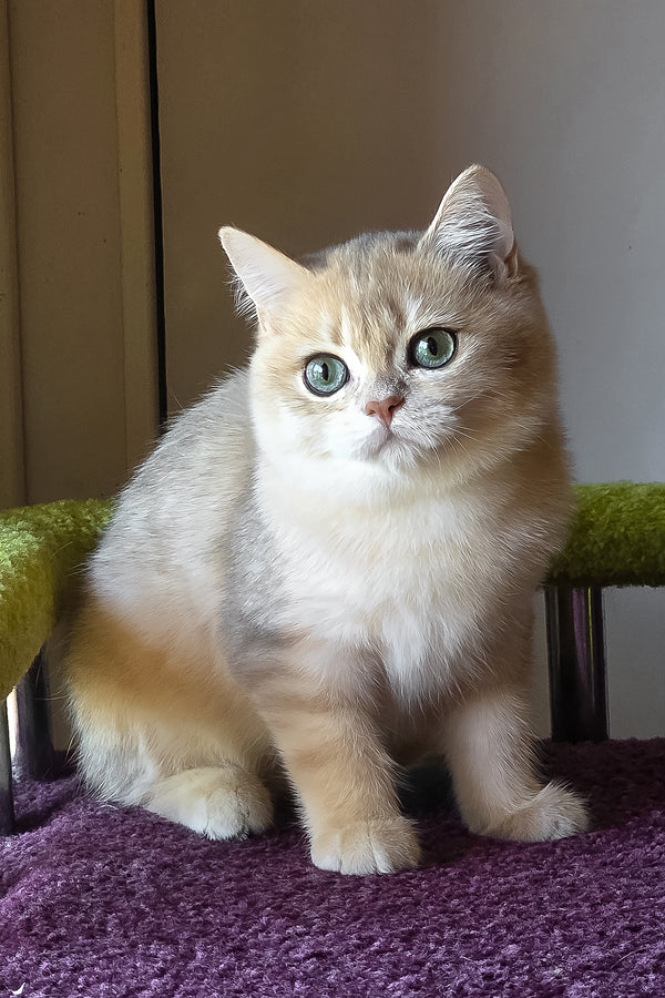 Odin | British Shorthair Kitten