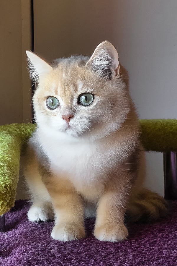 Odin | British Shorthair Kitten