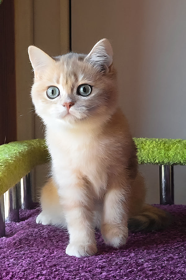 Odin | British Shorthair Kitten