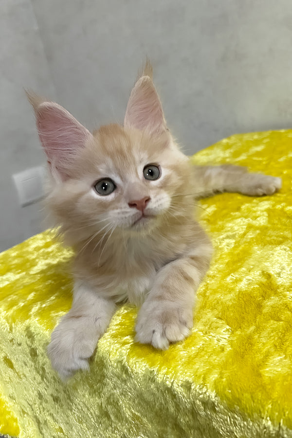 Ostin maine coon kitten a fluffy orange and white blotched tabby purebred kitty resting on a yellow blanket