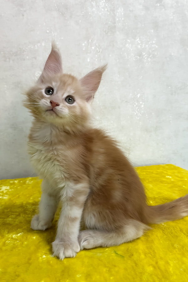 Ostin maine coon fluffy ginger and white purebred kitten with pointed ears sitting on bright yellow surface