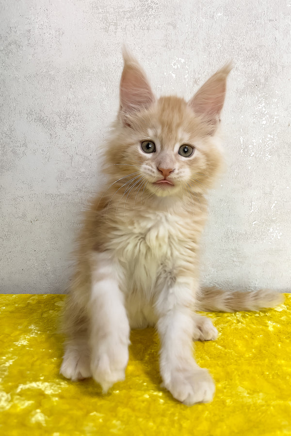 A fluffy orange and white maine coon kitten with long fur and a pink nose sitting on a bright yellow surface