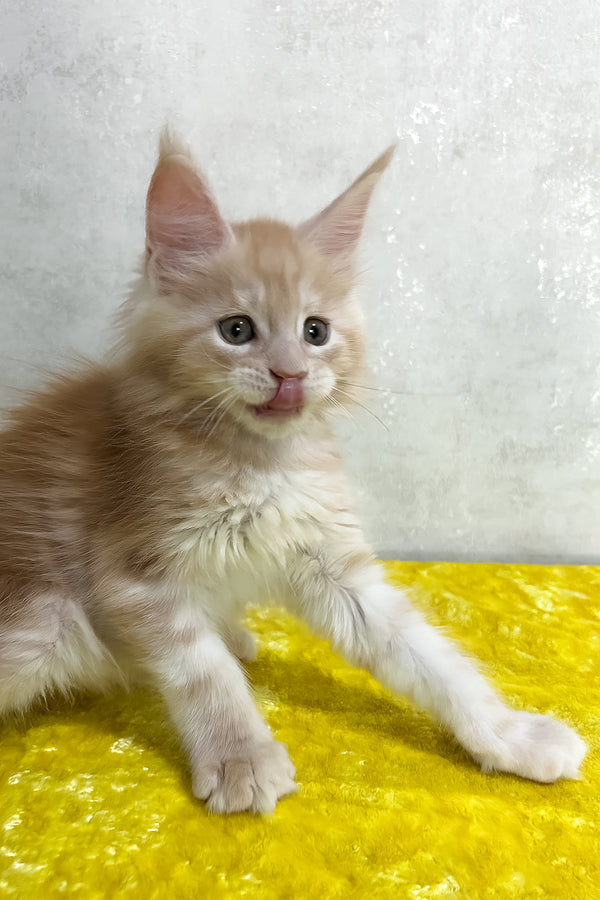 Fluffy cream-colored maine coon kitten with long fur and pointed ears sitting on bright yellow textured surface