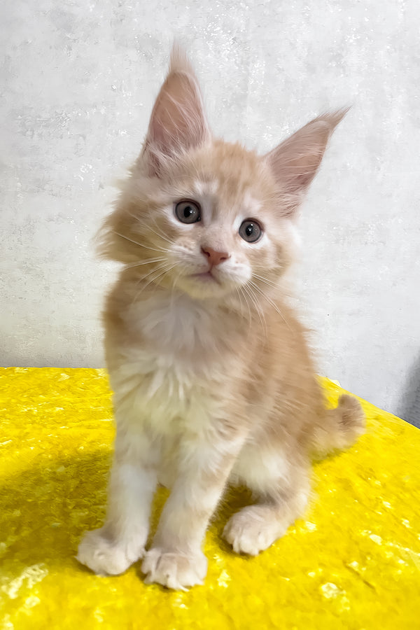 A fluffy ginger and white maine coon kitten with blue eyes sits on a bright yellow textured surface ostin Maine Coon Kitten