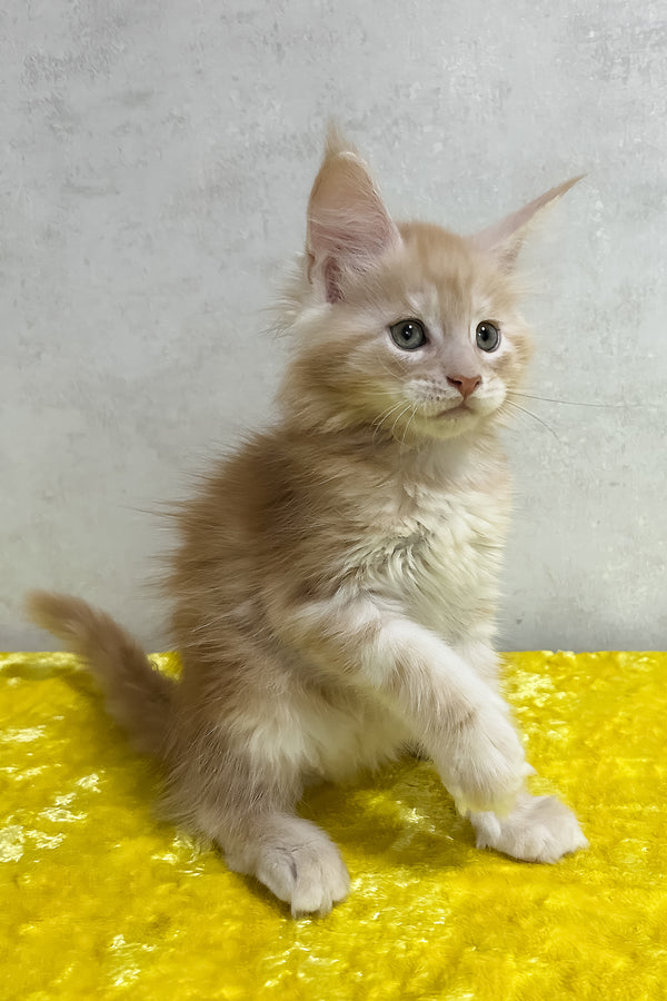 Ostin maine coon kitten with cream fur and striking green eyes sits on a yellow textured surface among purebred kitties
