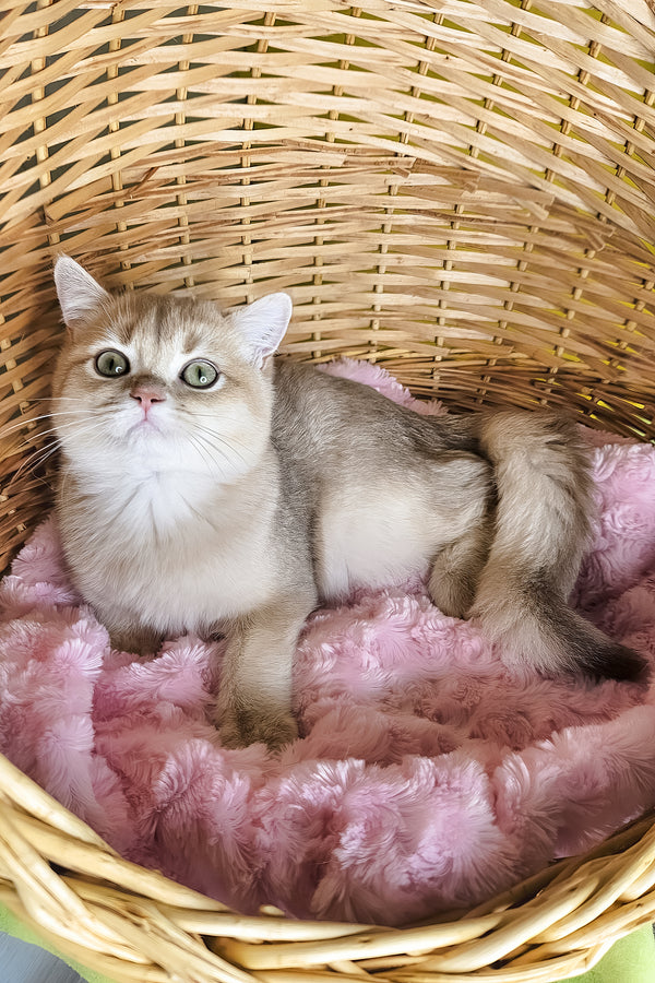 Ozzi | British Shorthair Kitten