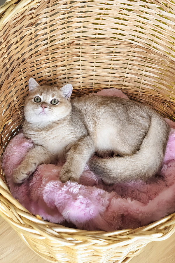 Ozzi | British Shorthair Kitten