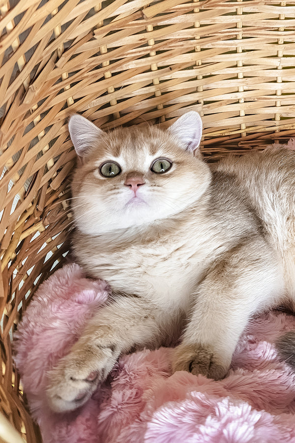 Ozzi | British Shorthair Kitten