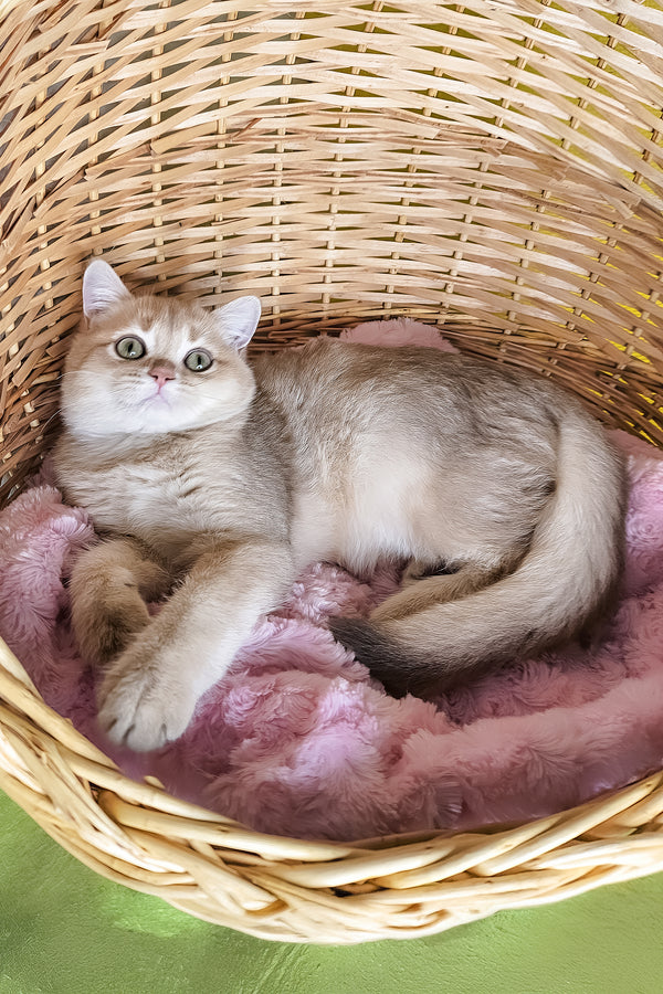 Ozzi | British Shorthair Kitten