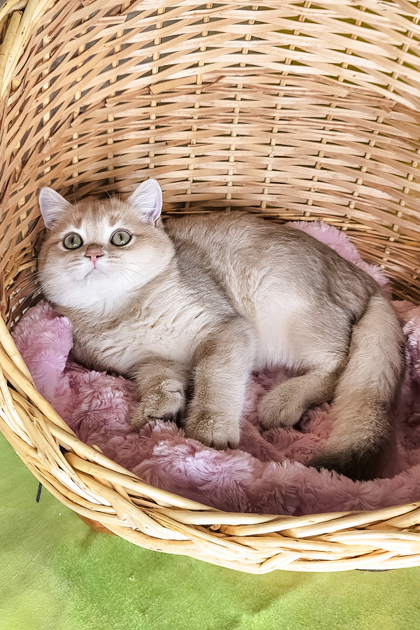 Ozzi | British Shorthair Kitten