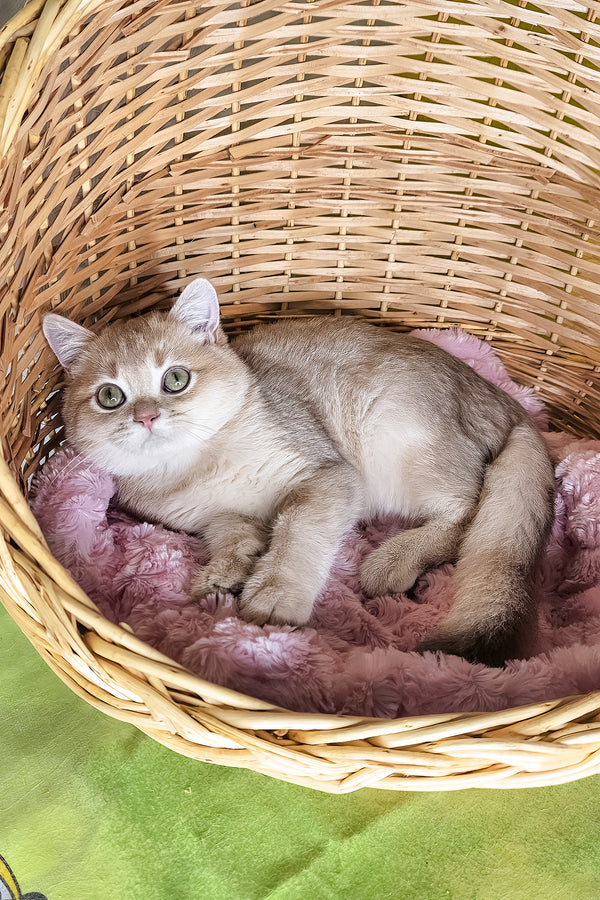 Ozzi | British Shorthair Kitten