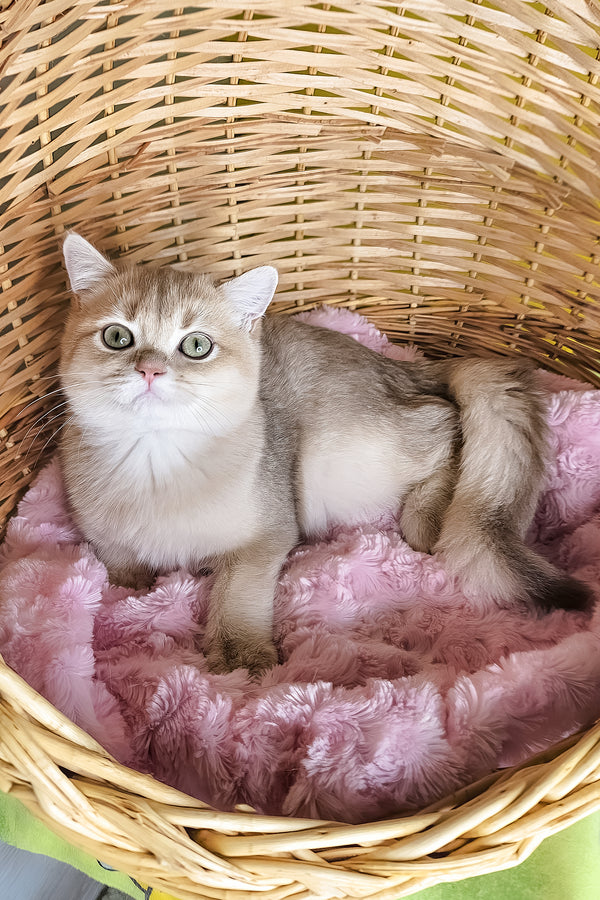 Ozzi | British Shorthair Kitten