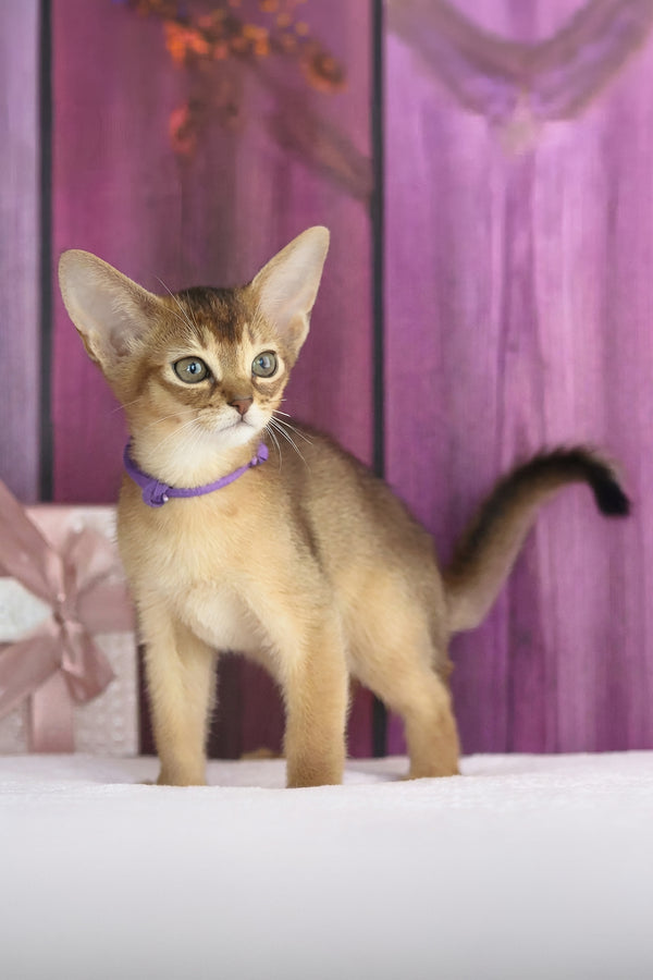Xena | Abyssinian Kitten