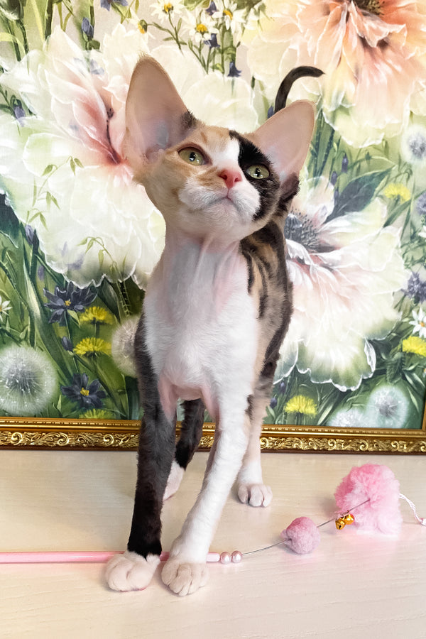 Paloma | Devon Rex Kitten