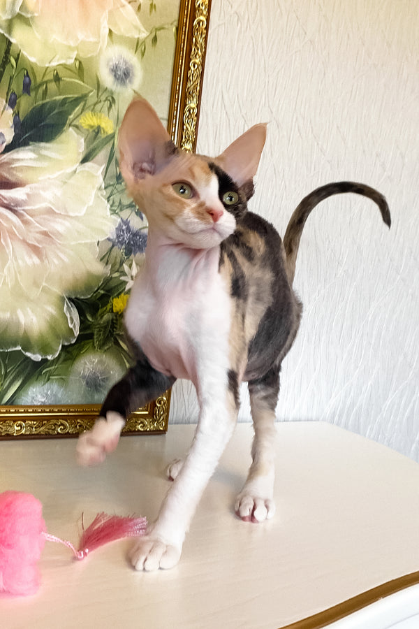 Paloma | Devon Rex Kitten