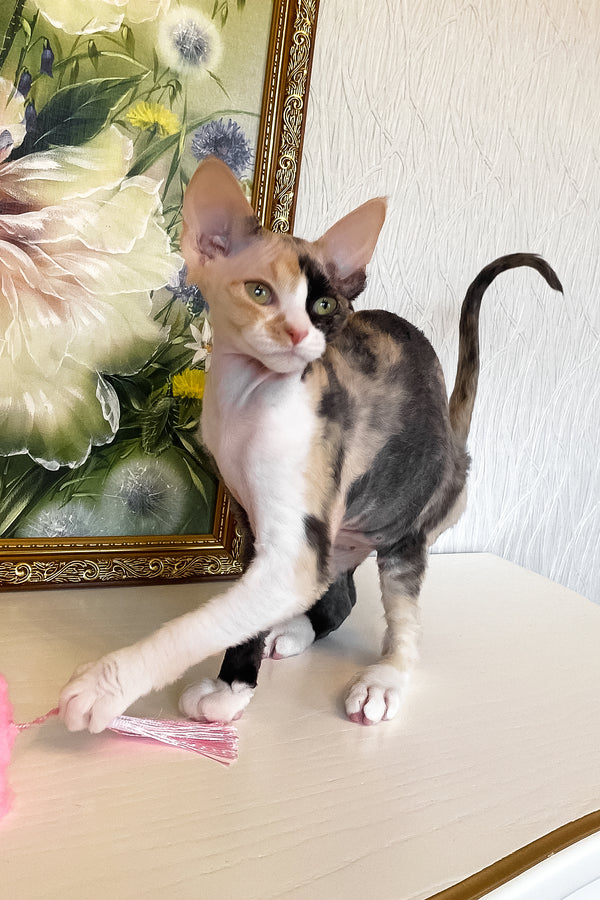 Paloma | Devon Rex Kitten