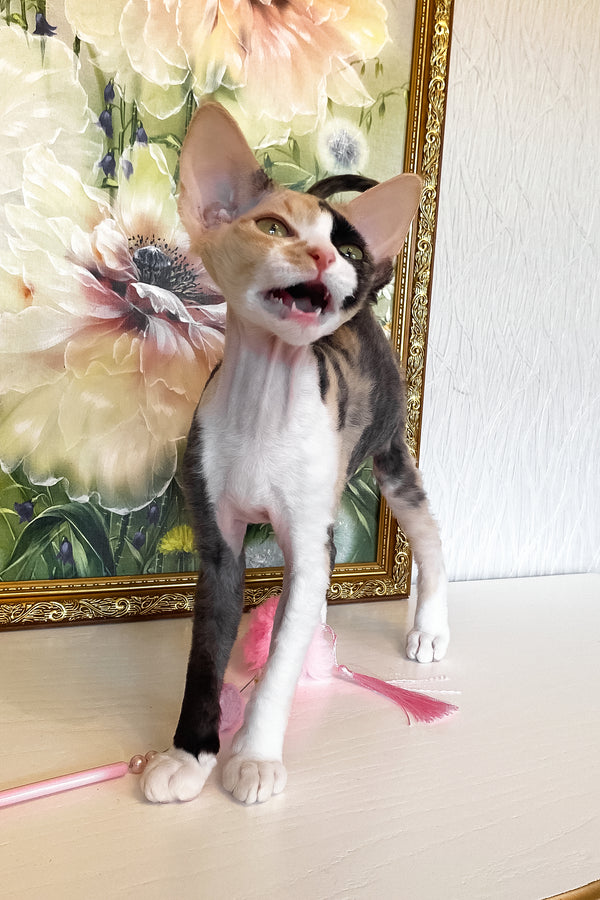 Paloma | Devon Rex Kitten