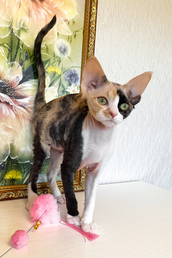 Paloma | Devon Rex Kitten