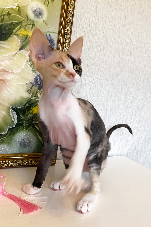 Paloma | Devon Rex Kitten