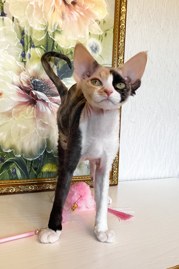 Paloma | Devon Rex Kitten