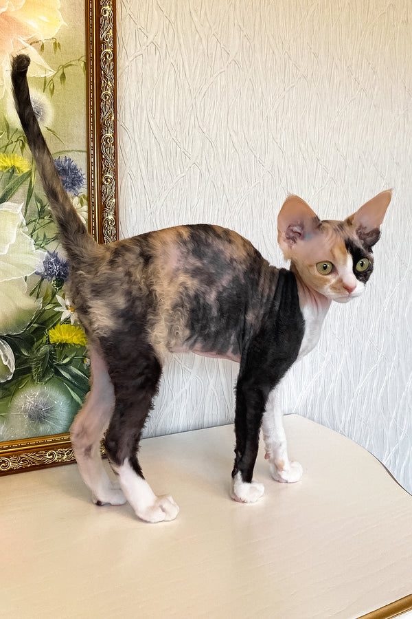 Paloma | Devon Rex Kitten