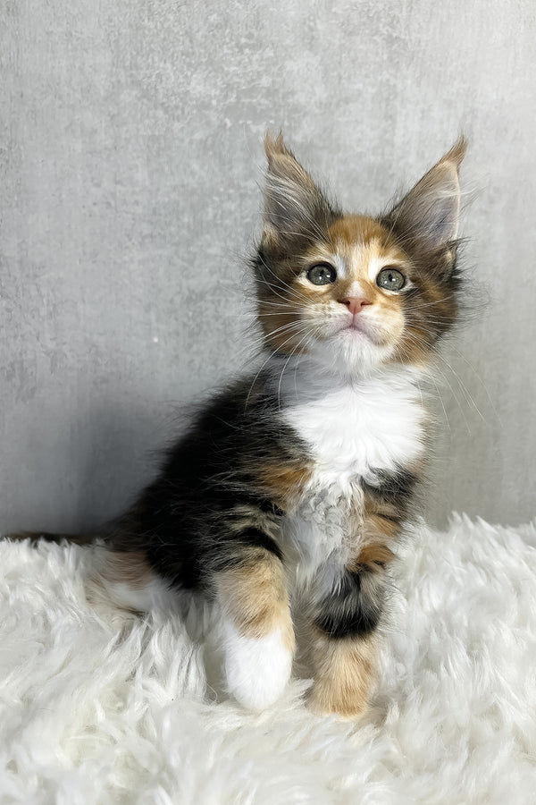A fluffy tricolor maine coon kitten with striking green eyes sits on a soft white rug showcasing purebred kitties coat color
