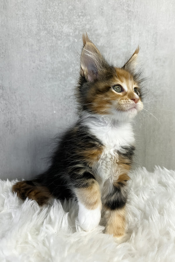 Paloma maine coon kitten with fluffy tricolor coat color and striking green eyes sits on a soft white rug