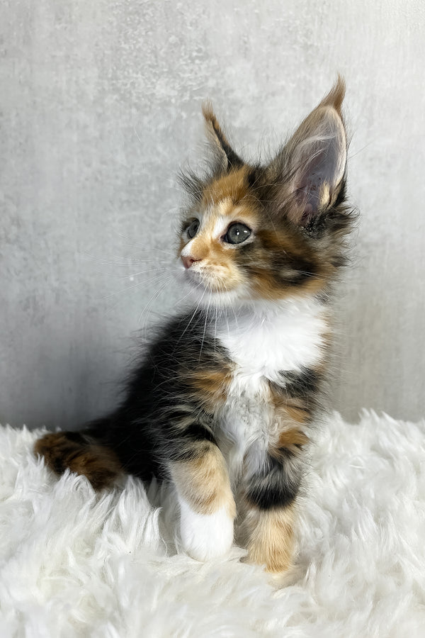 Paloma maine coon kitten with fluffy tricolor coat color and striking green eyes on soft white rug perfect for purebred kitties fans
