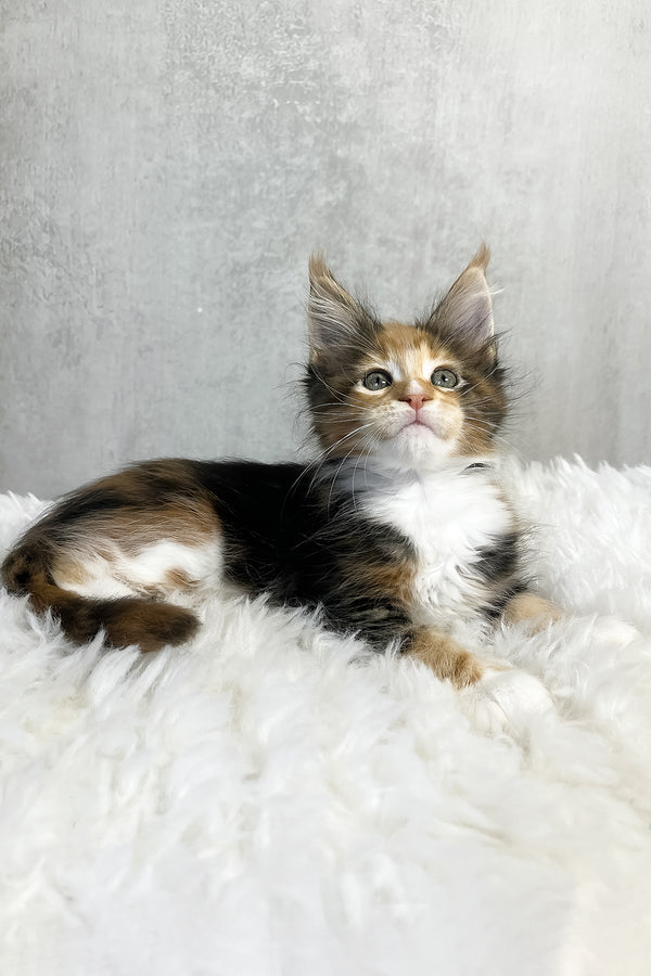 Paloma maine coon kitten with fluffy tri color coat color and striking green eyes on soft white rug lounging