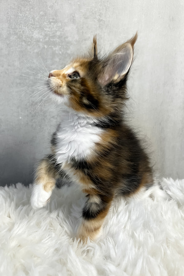 A fluffy tricolor maine coon kitten with a white chest and paws sits alertly on a soft white rug showcasing purebred kitties coat color