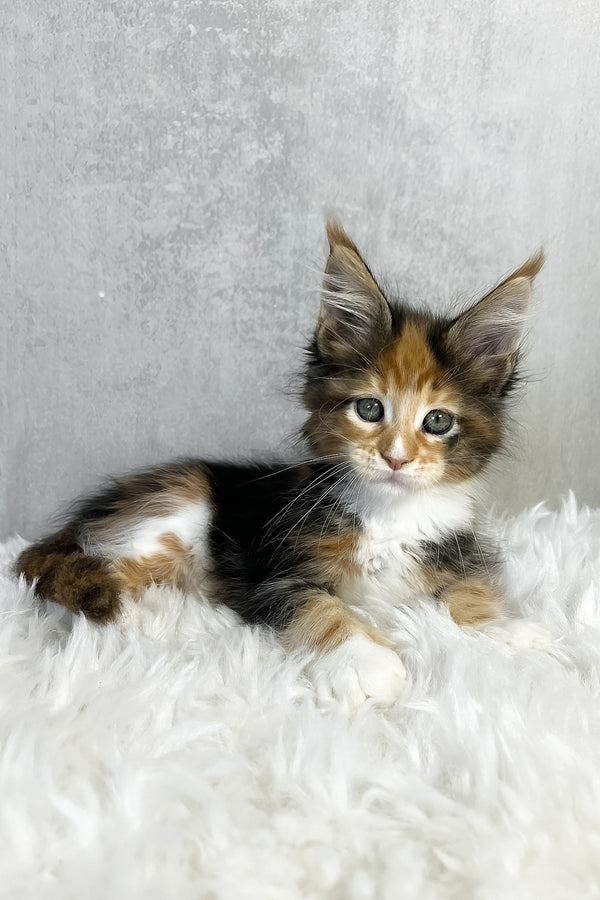 A fluffy tricolor maine coon kitten with green eyes and long ears resting on a soft white rug with beautiful coat color