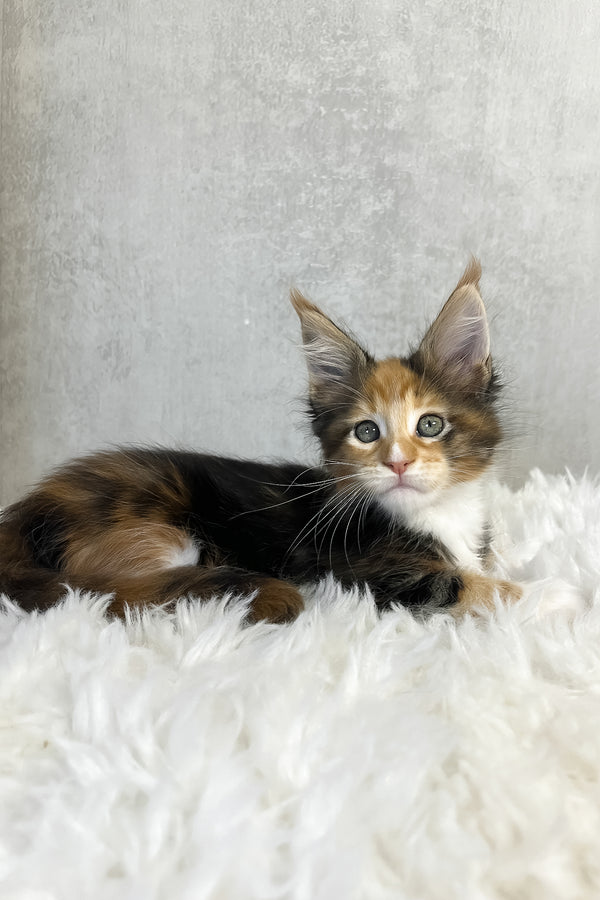 Paloma maine coon purebred kitties fluffy tri color kitten with striking green eyes on soft white rug showcasing coat color